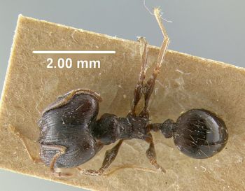 Media type: image;   Entomology 20645 Aspect: habitus dorsal view